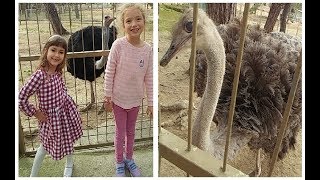 ELİF VE MELİSA HAYVANAT BAHÇESİNDE GEZİNTİYE DEVAM EDİYOR.Ayılar, Aslanlar, Kaplanlar, Eğlenceli