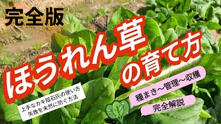 (How to Grow Spinach) Autumn/Winter Vegetable (How to Use Non-woven Fabric and Oyster Shell Lime ... screenshot 1