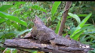 House Wren Visits Panama Fruit Feeder Cam At Canopy Lodge – March 18, 2018