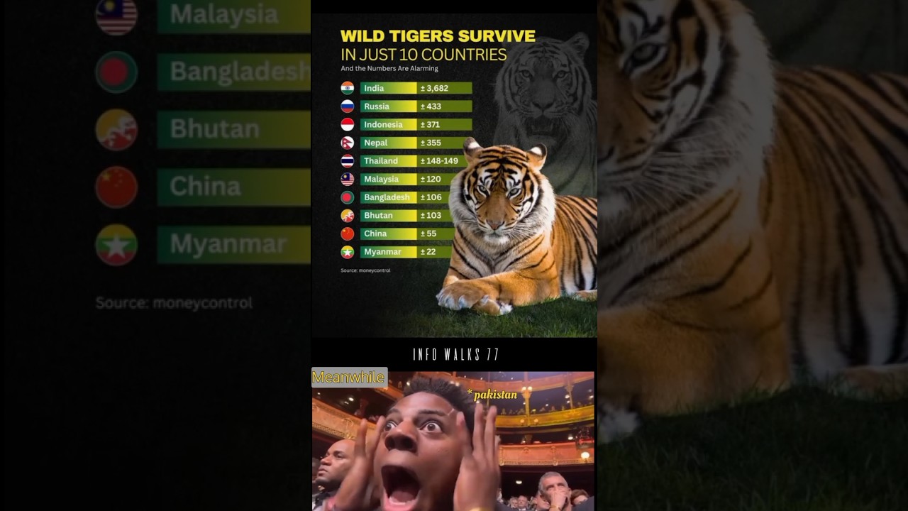 🌏 10 Countries Where Wild Tigers Still Roam! 🐅 | Incredible Wildlife