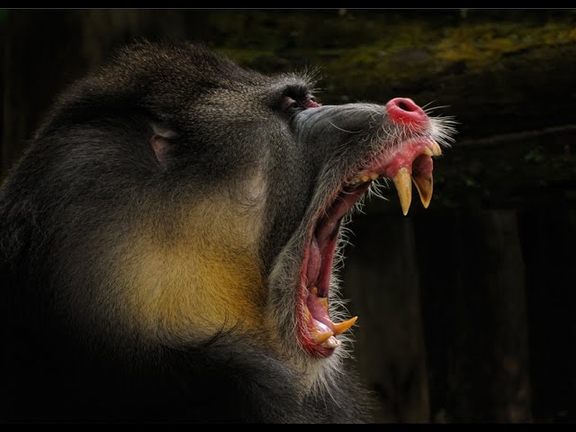 Мандрил/Mandrill