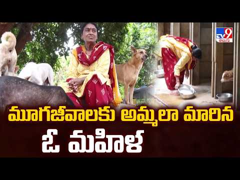 Vijayawada : మూగజీవాలకు అమ్మలా మారిన ఓ మహిళ - TV9 - TV9