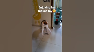 Cat playing her mouse toy #shorts