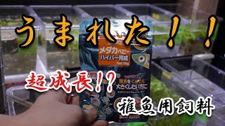 ★商品レビュー★『メダカベビー ハイパー育成』超嗜好・超成長 稚魚のエサ【大分グッピーファンクラブ】