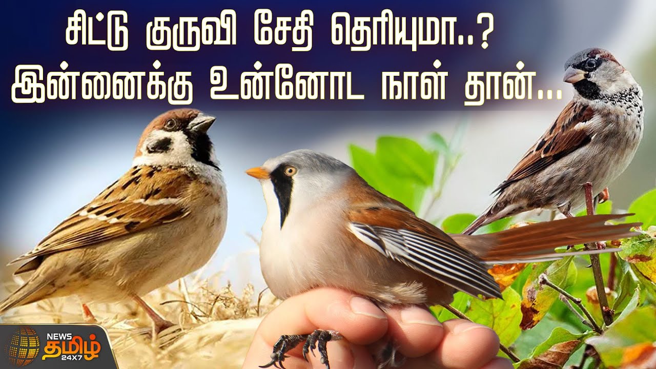 சிட்டு குருவி சேதி தெரியுமா..? - இன்னைக்கு உன்னோட நாள் தான்... | World Sparrow Day | News Tamil 24x7