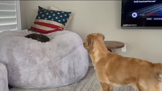 Adorable Golden Retriever Curiously Explores Snoring Staffy by PUDDY THE DOG 1,789 views 2 months ago 2 minutes, 55 seconds