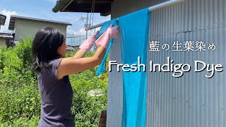 FRESH INDIGO LEAF DYE | NATURAL DYE |  生葉で藍染やり方｜BOTANICAL COLOR