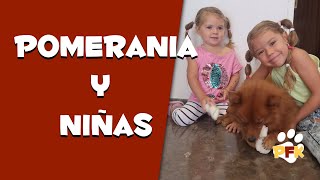 POMERANIA Y NIÑOS UNA BUENA CONVIVENCIA - PETS FAMILY KIDS