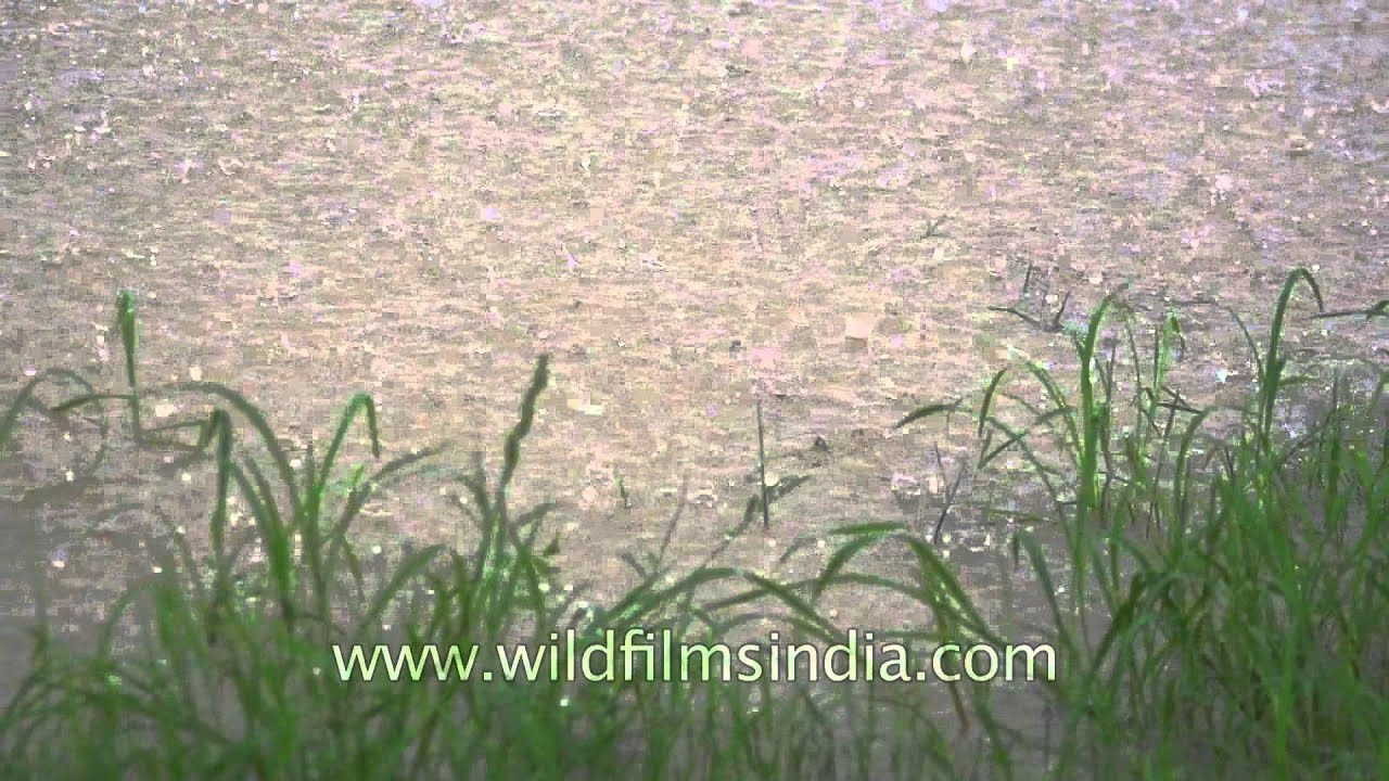 Pitter patter raindrops on a monsoon afternoon Sonkhaliya YouTube