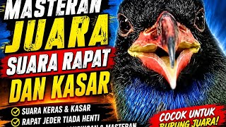 Luar biasa .!! Tengkek Buto gacor suara rapat dan kasar masteran burung#Tengkekbuto,#masteranburung,