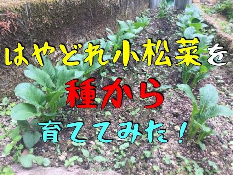 家庭菜園 ダイソー種 実質一袋50円 はやどれ小松菜 を種から育ててみた Youtube 家庭菜園 ダイソー種 実質一袋50円 はやどれ小松菜 を種から育ててみた Youtube