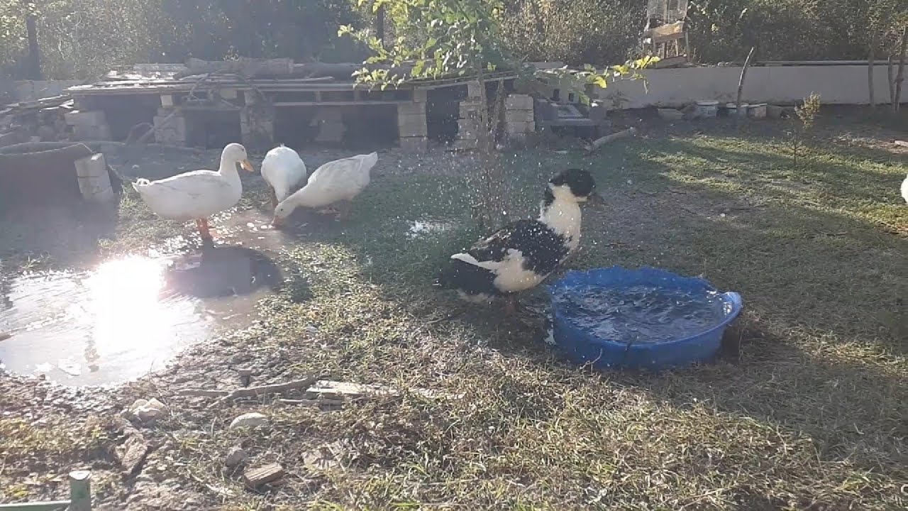 KONUŞAN ÖRDEKLER...