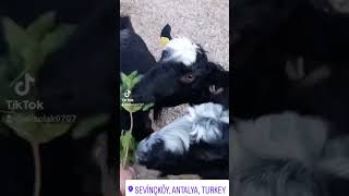Toroslardan Selam Olsun Tüm Yörüklere
