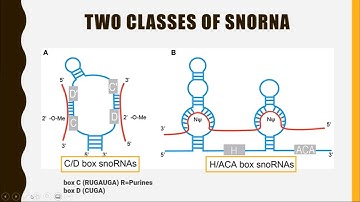 What Is snoRNA? Small Nucleolar RNA Explained Simply