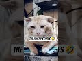 cat angry stares #youtubeshorts #catvideos #fyp