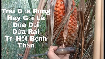 Trái Dứa Rừng - Hay còn gọi là Dứa Dại- Dứa Gai