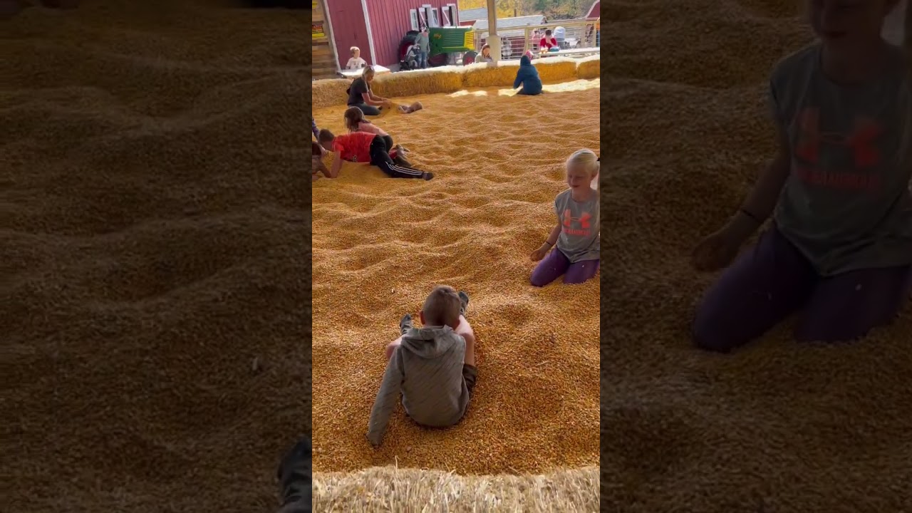 Flip in the corn 🌽 #familychannel #siblings #family #cornpool #corn #familychannel #momofmany