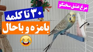 حرف زدن بامزه مرغ عشق سخنگو - بیشتر از ۳۰ کلمه