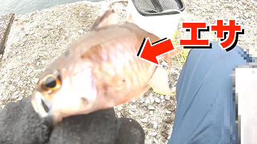穴釣り 冬の良型根魚を釣る Mp3