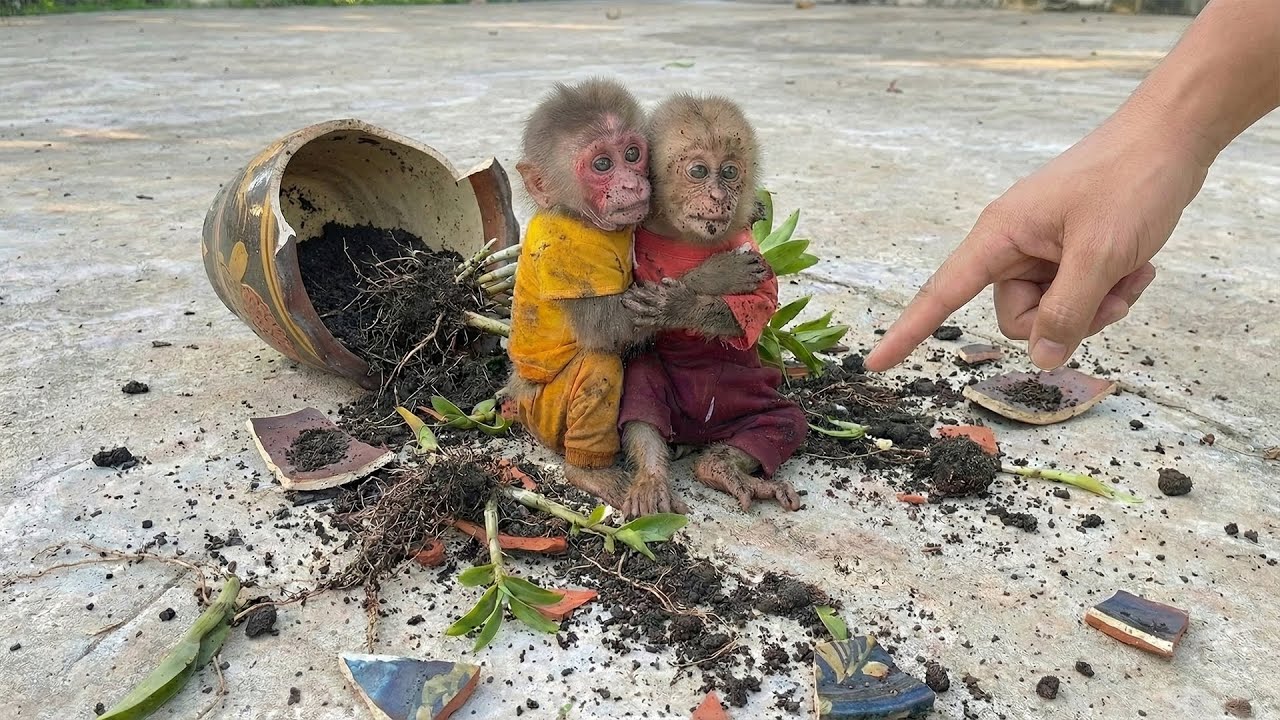 Monkey Moon Exposes Bon for Ruining Dad’s Flower Plant