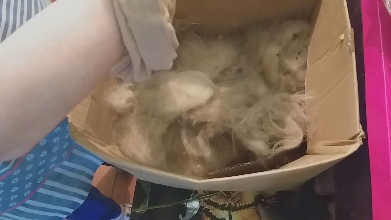 А У НАС СНЕГ // ЗАНИМАЮСЬ СОБАЧЬИМ ПУХОМ // - YouTube