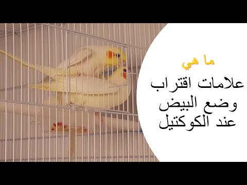 ما هي علامات اقتراب وضع البيض عند الكوكتيل