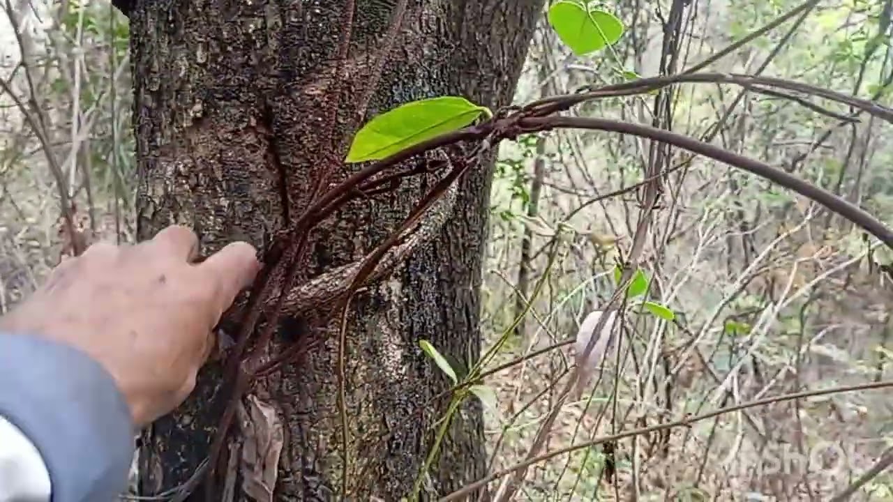 Dia de abelha, nem tudo são flores!