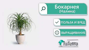 Нолина или Бокарнея. Уход за комнатным растением бутылочное дерево | Faterra
