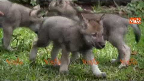 Avete mai visto dei cuccioli di lupo uscire dalla tana per la prima volta?