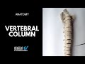 Vertebral Column