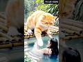 ai cat video | #short #shorts #youtubeshorts #ai #aicat #cat
