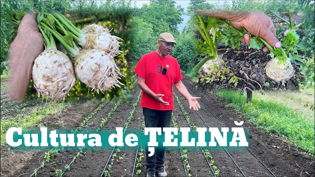 Cum se plantează țelina?