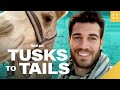 Camel Adaptations and Conservation Quiz