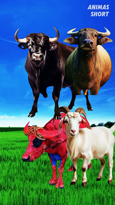 Suara banteng kerbau sapi kambing part 10