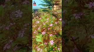 বাড়ির আশেপাশে সাজিয়ে রাখে ফুল সৌন্দর্য পরিবেশ সেই ফুল গুলা #systemzee #buspirate #supersniffer