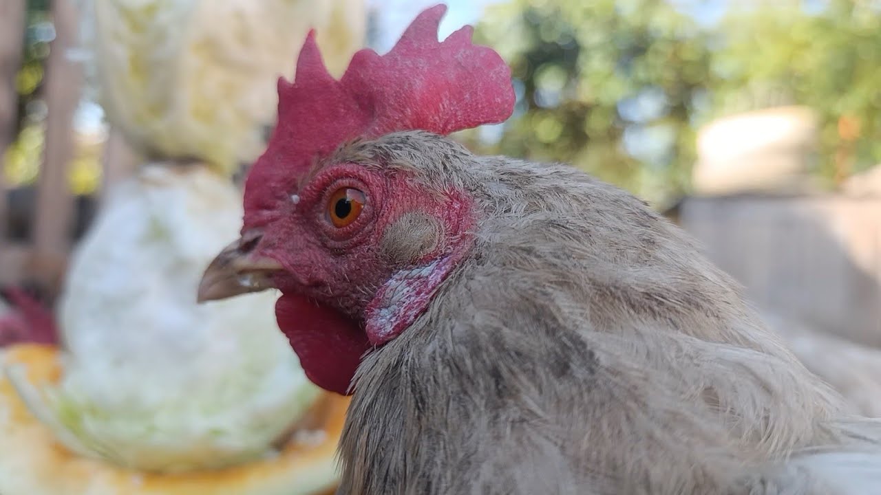 Cabbage Attack! Chickens in Action - YouTube