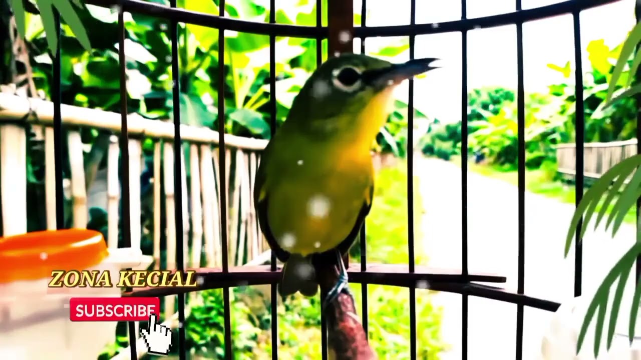 💥VIRAL..!  Peluru Kecial Nembak Terus Bikin  Semua Terdiam | MASTERAN KECIAL KUNING LOMBOK JUARA