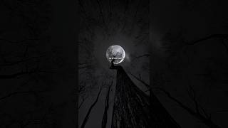 Harleys In Hawaii ~ Katy Perry ‧ 2020 | 🔥💜 | Lyrics | Aesthetic| Wastappstatus