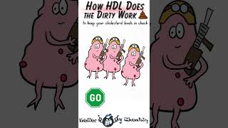 How HDL does the dirty work of clearing LDL