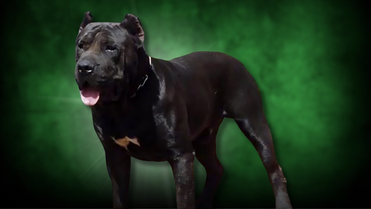 Enviamos dos Presas Canarios a Perú para evitar robos. ¡Y FUNCIONÓ!