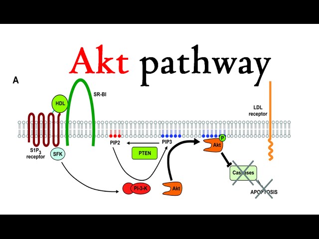 Akt signaling Pathway. Akt Signal Termination. Akt animation. Animation akt