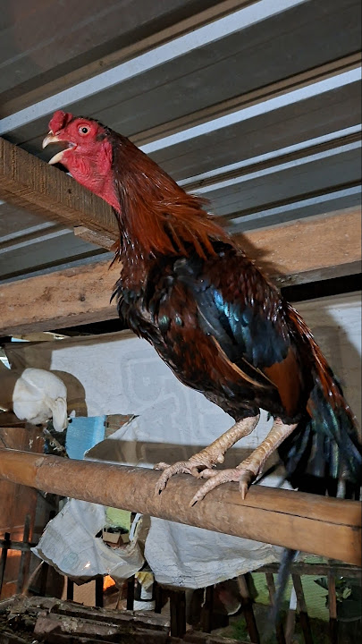 Chicken crowing sound, Ayam berkokok merdu #ayam #aseel #aseelmurga