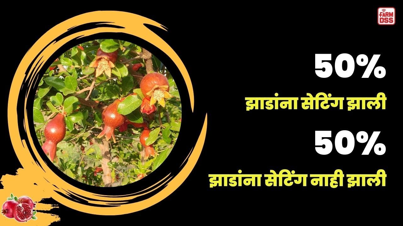 प्रश्न क्रमांक 92 - 50% झाडांना चांगली सेटिंग झाली, 50% झाडांना नाही झाली @BTGore