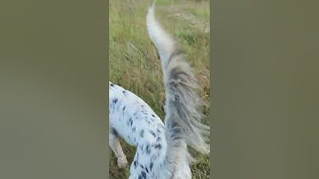 Layla - Steady On Point and Flush  10 11 22