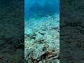 Kona Hawaii #youtubeshorts #scubadiving #divevolk #travel #explore #uwacam #fish