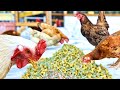 Cómo Cultivar Maíz Germinado como Alimento para Pollos en Casa.