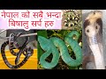        nepal snake rescue team