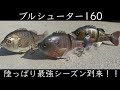 【ギルネスト攻略法】誰でも簡単にギル型ビッグベイトでバスを騙せる時期に突入しました！！