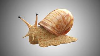 Snail 3D Model
