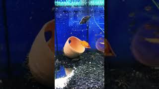 Amazon Leaffish Having A Snack